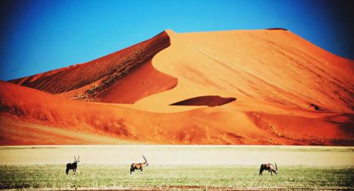 Namibie : Les déserts