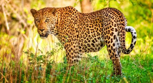 Afrique du Sud : Les parcs animaliers