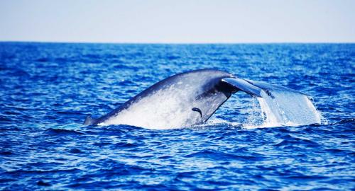 Observation des baleines bleues