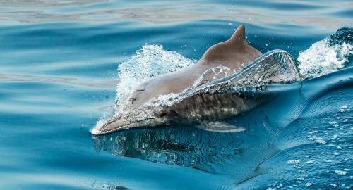 Croisière dauphins