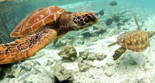 Le Méridien Bora Bora : Activités / Loisirs
